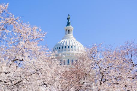 United States capitol building with blue sky and cherry blossoms in the foreground